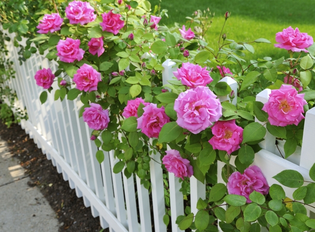Роза плетистая Rose Garden